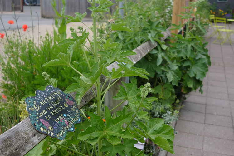 Planting in Talisman Square is one of a number of local projects to support biodiversity